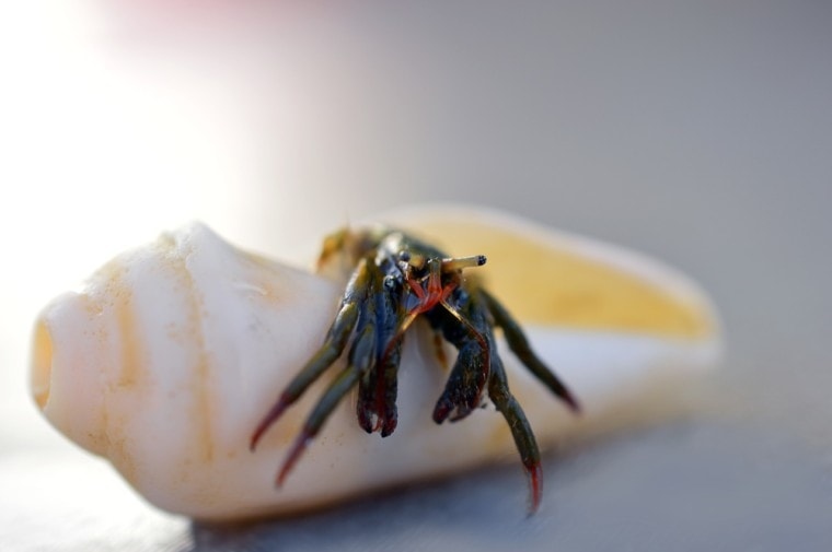 Hermit crabs are low-maintenance, interesting pets that can live for up to 30 years.