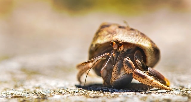 Hermit crabs are low-maintenance pets that don't require special equipment.
