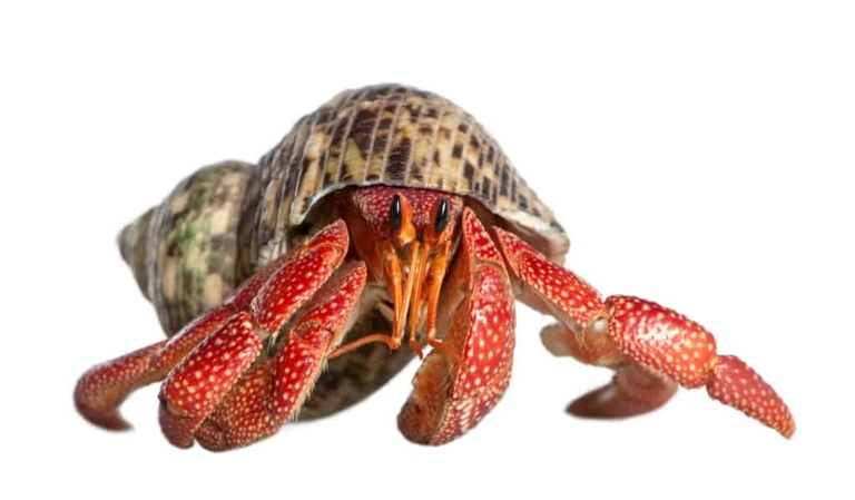Hermit crabs are nocturnal animals that are active at night.