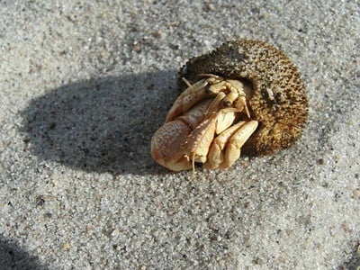 Hermit crabs are not able to digest beach sand and it can cause health problems if they eat it.