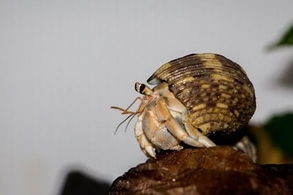 Hermit crabs are not blind, but their vision is not as sharp as ours.