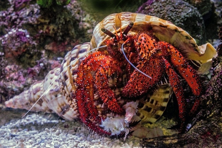 Hermit crabs are not expensive, costing around $10-$25.