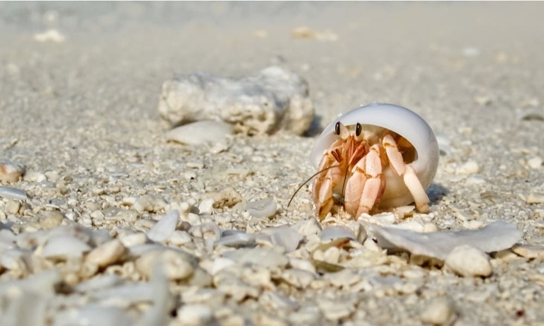 Hermit crabs are not picky eaters and will eat most things.