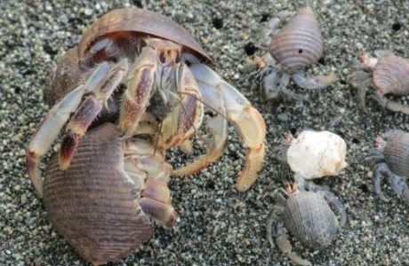 Hermit crabs are not social animals and cannot be kept with other hermit crabs.