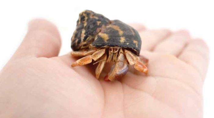 Hermit crabs are not to be handled.