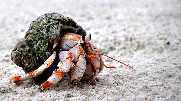 Hermit crabs are not typically kept with fish, as the crabs may view the fish as food.