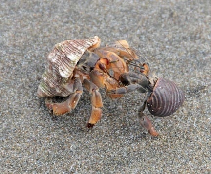 Hermit crabs are often found battling each other for shells.