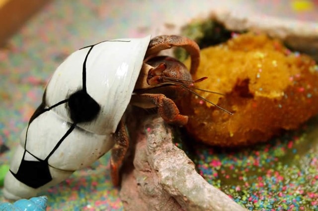 Hermit crabs are omnivorous and will eat a variety of fruits, vegetables, and meat.