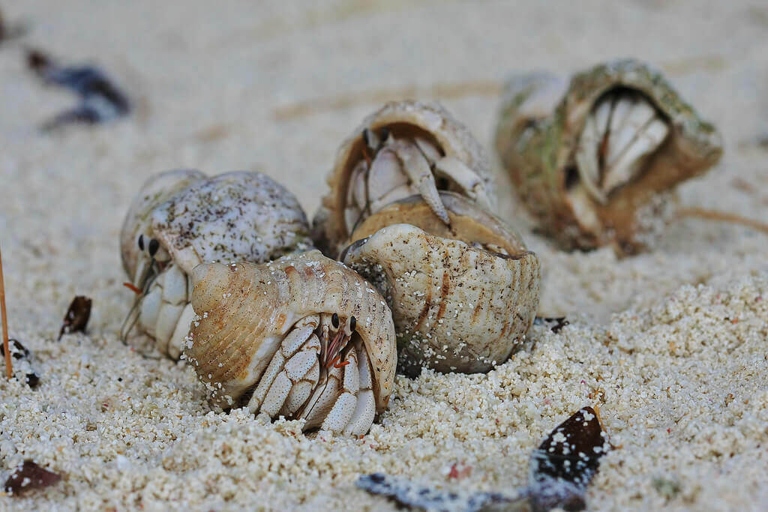 Hermit crabs are popular pets that can live for up to 30 years.