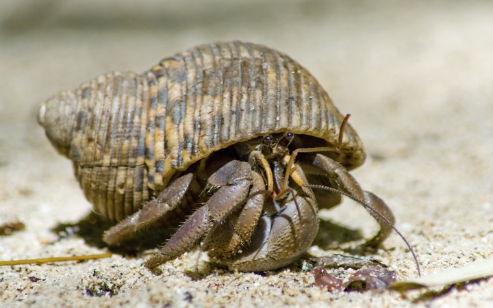 Hermit crabs are social creatures and actually prefer to live in pairs.