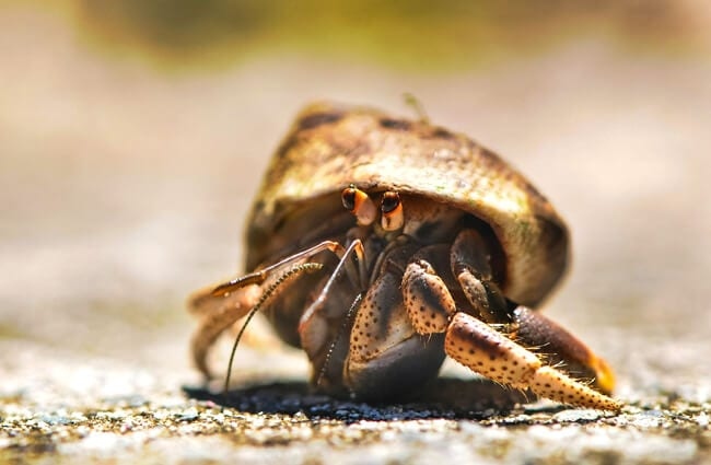 Hermit crabs are social creatures and must be kept in pairs or groups.