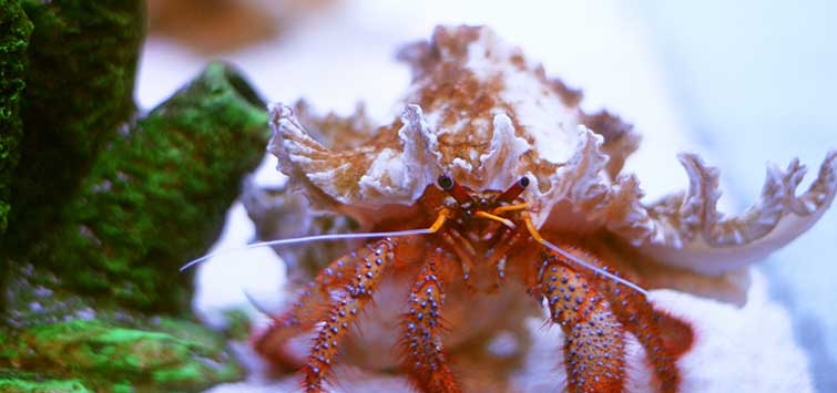 Hermit crabs are social creatures that do best when kept in groups in aquariums.