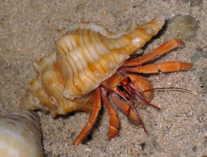 Hermit crabs are unique in that they need both fresh water and salt water to survive.