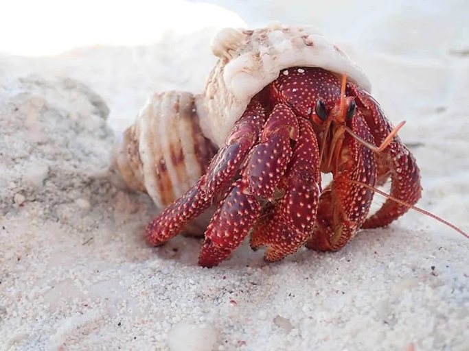 Hermit crabs are unique in that they use discarded shells as their homes, whereas crabs live in burrows or crevices in rocks.