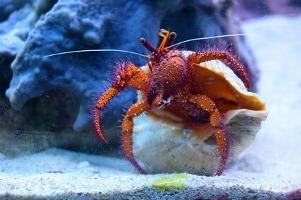 Hermit crabs breathe air, but they must keep their gills moist in order to stay alive.
