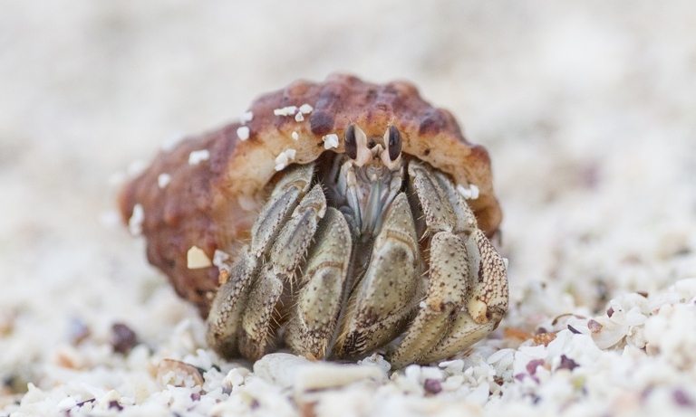 Hermit crabs bury themselves to escape from predators and to protect their soft abdomens.