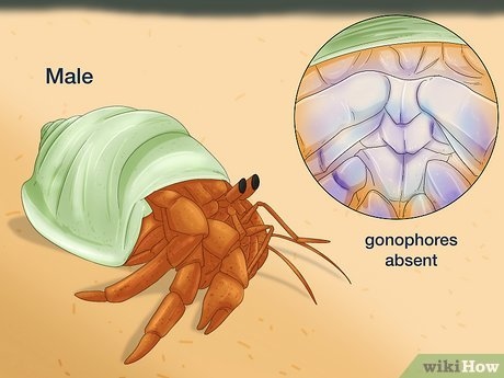 Hermit crabs can be difficult to breed in captivity.