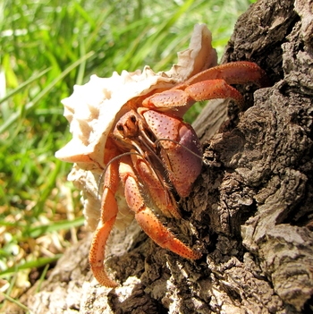 Hermit crabs can climb on many things, but prefer to climb on rocks.