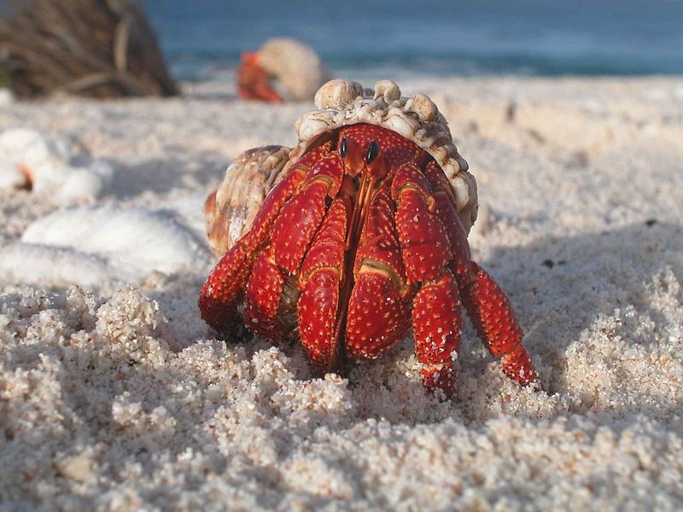 Hermit crabs can detect their own smell and will avoid areas that they have marked with their scent.
