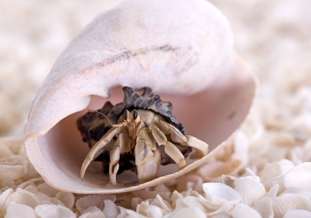 Hermit crabs can die from a number of things, including dehydration, starvation, and being crushed.