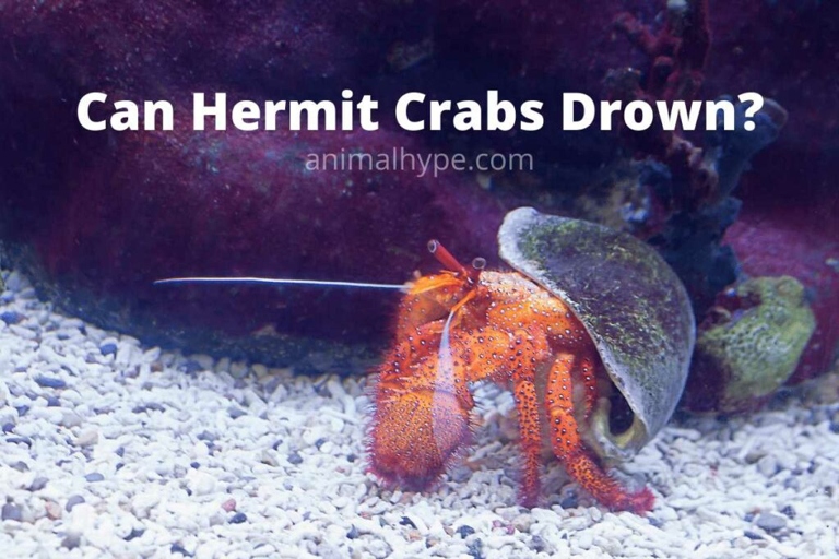 Hermit crabs can drown if they are left in water for too long.