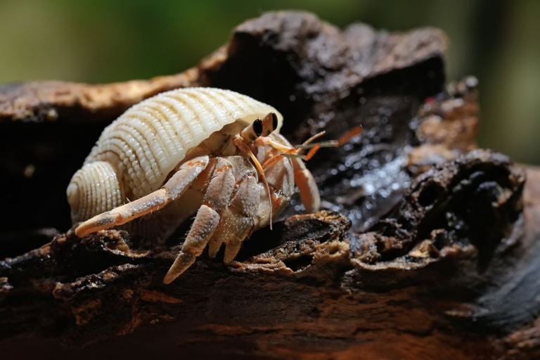 Hermit crabs can get ich, but it is not a common illness.