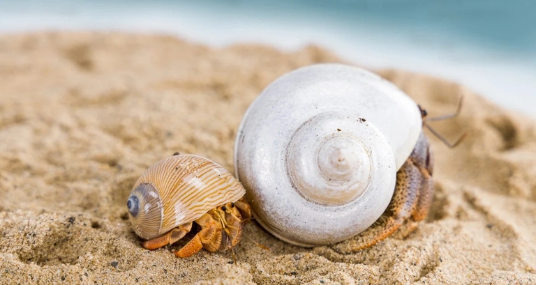 Hermit crabs can live in tap water as long as it is clean and free of chemicals.