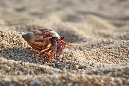 Hermit crabs can lose their claws for a variety of reasons, but don't worry - they can regrow them!