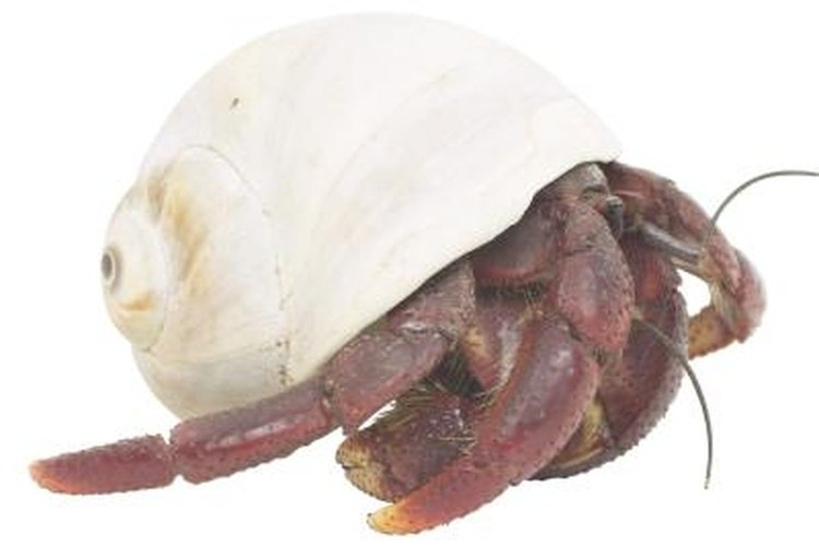 Hermit crabs can not make you sick, but they can carry diseases.