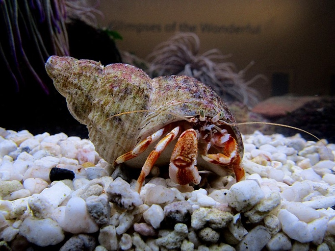 Hermit crabs cannot live in freshwater because they require saltwater to thrive.