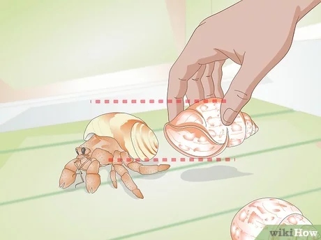 Hermit crabs change shells when they outgrow their current one, or when they want to change their shell's color or pattern.