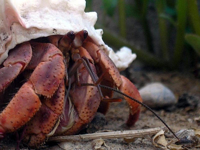 Hermit crabs do not stink.