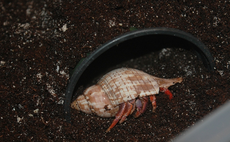 Hermit crabs drink water by dipping their claws in water and then sucking the water up through their straw-like mouthparts.
