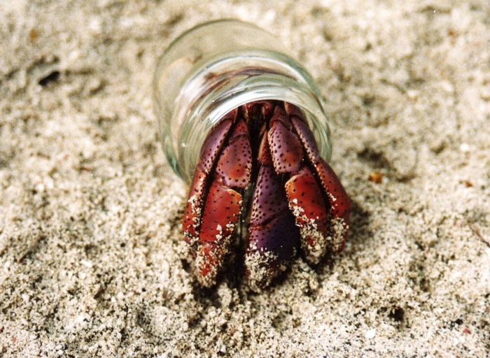 Hermit crabs enjoy a substrate that is moist and sandy.