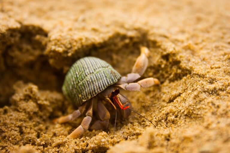 Hermit crabs enjoy digging in the sand and soil to create their own little homes.