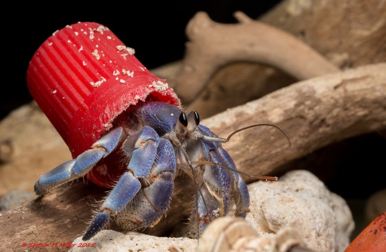 Hermit crabs have adapted to use plastic as shells.