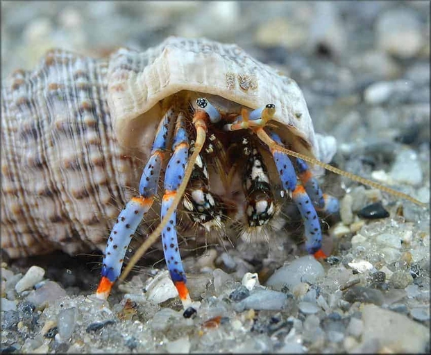 Hermit crabs have long, thin legs, while regular crabs have shorter, thicker legs.