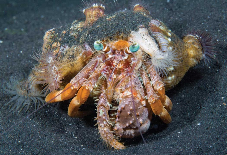 Hermit crabs have longer, thinner antennae than regular crabs.