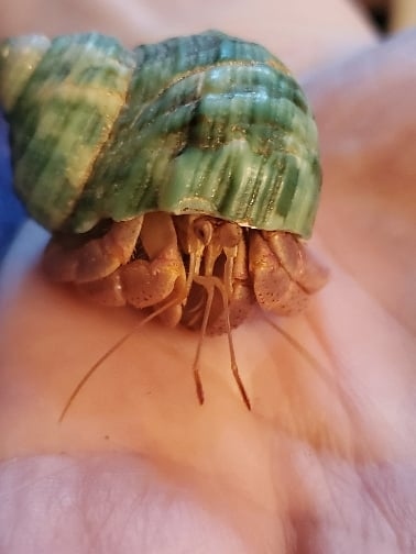 Hermit crabs have poor vision and are not able to see in the dark.