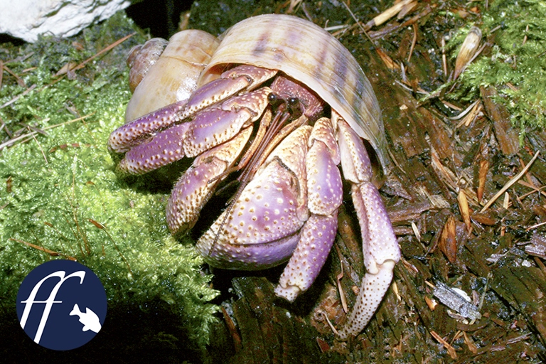 Hermit crabs in the species C. brevimanus are able to live on land.