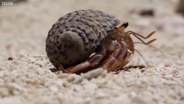 Hermit crabs leave their shells because they grow out of them.