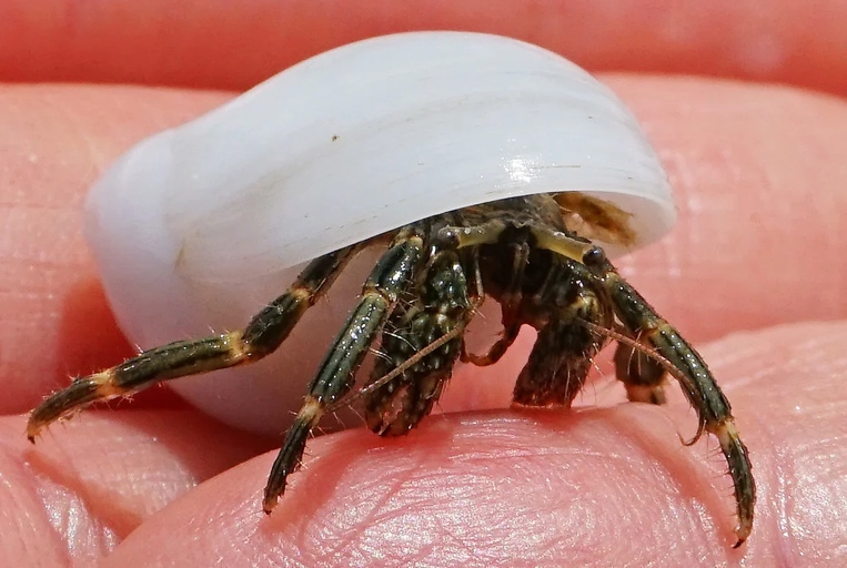 Hermit crabs leave their shells for a variety of reasons, including to molt, to mate, and to escape a dangerous situation.