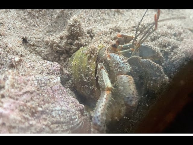 Hermit crabs molt to grow, and during this process they are very vulnerable.