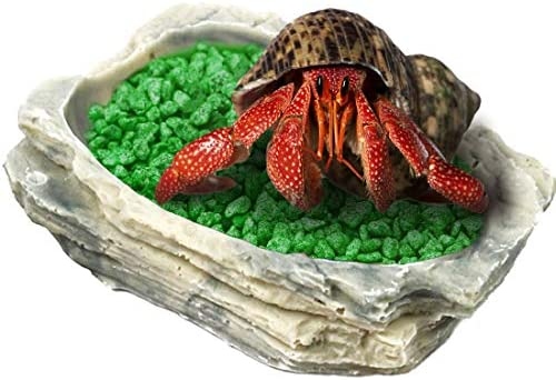 Hermit crabs need a shallow water bowl for drinking and bathing.