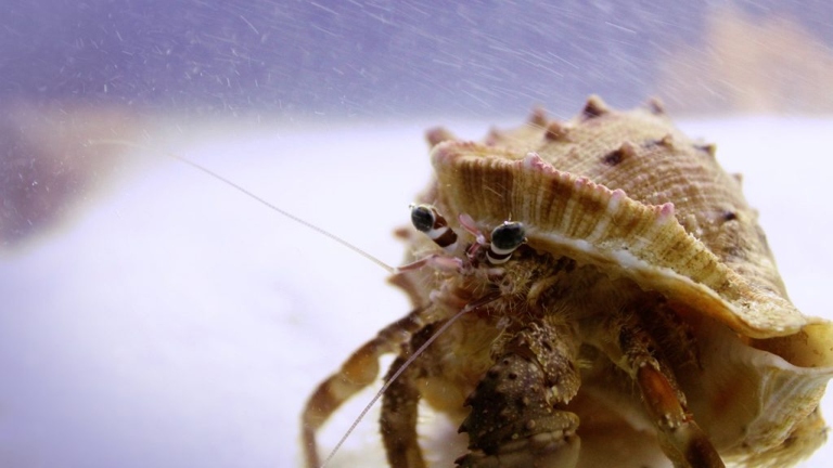 Hermit crabs need a warm environment to thrive, but there are a few easy ways to provide warmth without a heater.