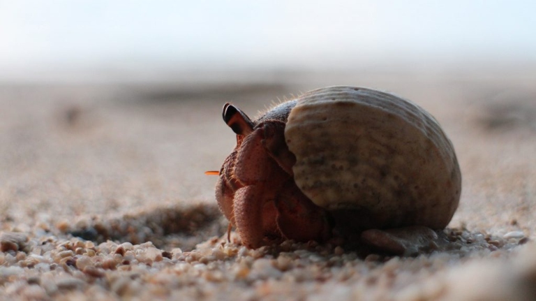 Hermit crabs need fresh water to drink and bathe in every day.