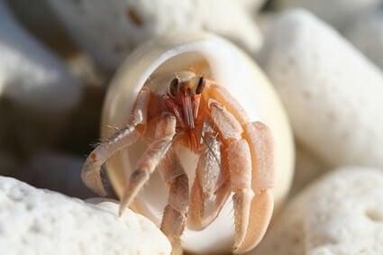 Hermit crabs pinch as a form of self-defense when they feel threatened.