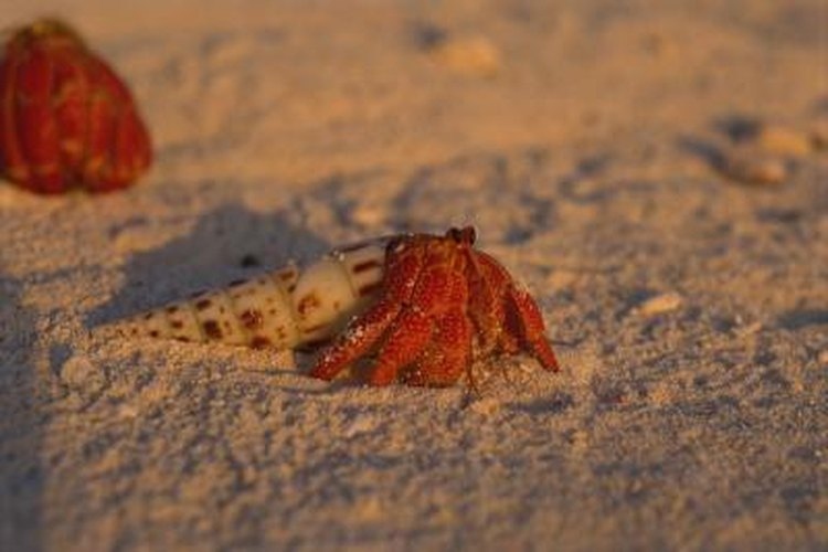 Hermit crabs reproduce by mating and the female crab then lays her eggs in the ocean.