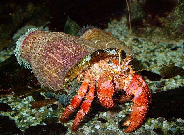 Hermit crabs scavenge for shells to protect their soft bodies.