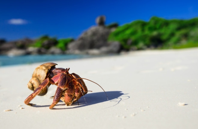 Hermit crabs typically change shells every few months.